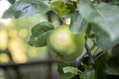 Gravenstein apple ripening on the tree.