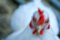 Chicken Chicken