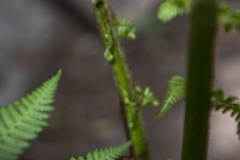 Uncurling fern tree frond in a garden in Berkeley, California. Uncurling fern tree frond in a garden in Berkeley, California.