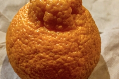Sumo Orange