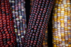 Multicolored Indian Corn arranged as an autumn harvest still life.