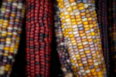 Multicolored Indian Corn arranged as an autumn harvest still life.