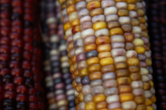 Multicolored Indian Corn arranged as an autumn harvest still life.