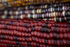 Multicolored Indian Corn arranged as an autumn harvest still life.
