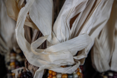 Multicolored Indian Corn arranged as an autumn harvest still life.