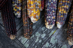 Multicolored Indian Corn arranged as an autumn harvest still life.