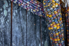 Multicolored Indian Corn arranged as an autumn harvest still life.