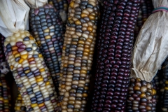 Multicolored Indian Corn arranged as an autumn harvest still life.