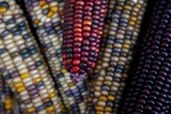 Multicolored Indian Corn arranged as an autumn harvest still life.