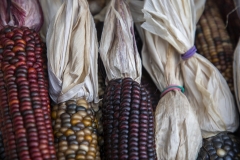 Multicolored Indian Corn arranged as an autumn harvest still life.