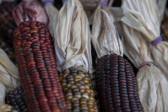 Multicolored Indian Corn arranged as an autumn harvest still life.