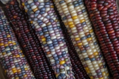 Multicolored Indian Corn arranged as an autumn harvest still life.