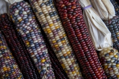 Multicolored Indian Corn arranged as an autumn harvest still life.