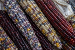 Multicolored Indian Corn arranged as an autumn harvest still life.