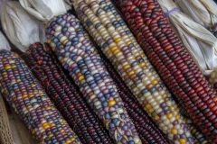 Multicolored Indian Corn arranged as an autumn harvest still life.