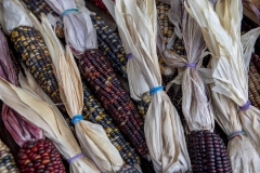 Multicolored Indian Corn arranged as an autumn harvest still life.
