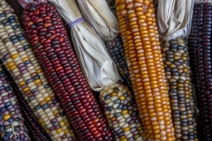 Multicolored Indian Corn arranged as an autumn harvest still life.