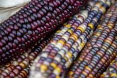 Multicolored Indian Corn arranged as an autumn harvest still life.