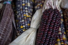 Multicolored Indian Corn arranged as an autumn harvest still life.
