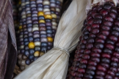 Multicolored Indian Corn arranged as an autumn harvest still life.