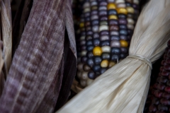 Multicolored Indian Corn arranged as an autumn harvest still life.