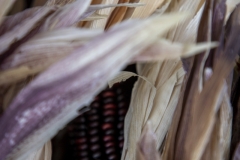 Multicolored Indian Corn arranged as an autumn harvest still life.