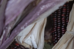 Multicolored Indian Corn arranged as an autumn harvest still life.