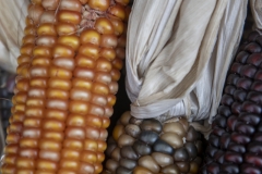 Multicolored Indian Corn arranged as an autumn harvest still life.