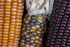 Multicolored Indian Corn arranged as an autumn harvest still life.