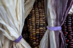 Multicolored Indian Corn arranged as an autumn harvest still life.