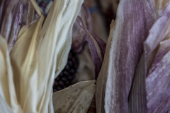 Multicolored Indian Corn arranged as an autumn harvest still life.