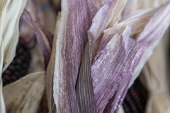 Multicolored Indian Corn arranged as an autumn harvest still life.