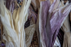 Multicolored Indian Corn arranged as an autumn harvest still life.