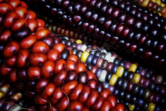 Multicolored Indian Corn arranged as an autumn harvest still life.