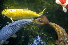 Koi fish swimming in a pond with sunlight reflecting off the water in Mill Valley, California. Koi fish swimming in a pond with sunlight reflecting off the water in Mill Valley, California.