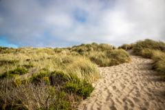 Path to Limantour Beach at Point Reyes National Seashore, Marin County, California - coastal landscape