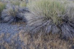 Mono Lake
