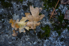 Yosemite Valley Dead Leaves