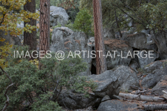 Yosemite Valley Trees