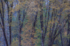 Yosemite Valley Black Oak Tree Yosemite Valley Black Oak Tree