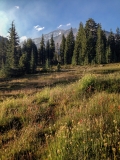 Mt Shasta Panther Meadow