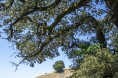 Mount Tamalpais, Marin County, California — coastal mountain landscape with Pacific Ocean views