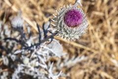 Mount Tamalpais, Marin County, California — coastal mountain landscape with Pacific Ocean views