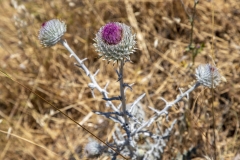 Mount Tamalpais, Marin County, California — coastal mountain landscape with Pacific Ocean views