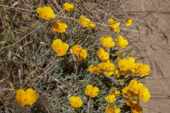 Mount Tamalpais, Marin County, California — coastal mountain landscape with Pacific Ocean views
