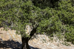 Mount Tamalpais, Marin County, California — coastal mountain landscape with Pacific Ocean views