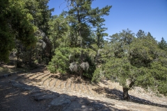 Mount Tamalpais, Marin County, California — coastal mountain landscape with Pacific Ocean views