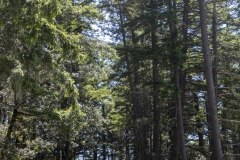 Mount Tamalpais, Marin County, California — coastal mountain landscape with Pacific Ocean views