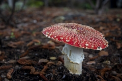 Fly Agaric mushroom growing under a tree after rain in Berkeley, California. Fly Agaric mushroom growing under a tree after rain in Berkeley, California.