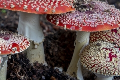 Fly Agaric mushroom growing under a tree after rain in Berkeley, California.